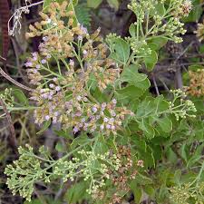 Image result for Pluchea dioscoridis