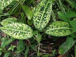 Dieffenbachia Maculata Plant Care Plant Leaves Plants