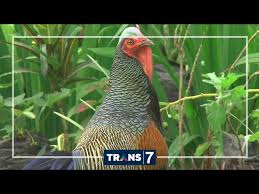 Dunia Binatang Ayam Ayam Hias Unik 24 8 16 3 2 Youtube