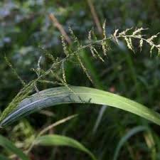 Image result for Elionurus muticus