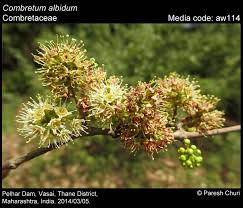 Image result for Combretum sp. A