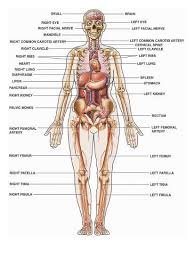 human female anatomy with major organs and structures labeled