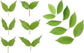Green Leaves Leaves Green Leaves Plant Leaves