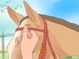 Please be sure to read the common sense safety precautions at the bottom of this page. 3 Ways To Bridle A Horse Wikihow