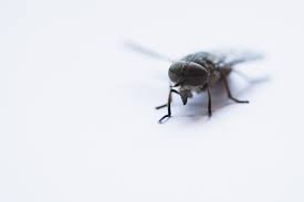 This is classic evidence that a pest infestation may be present. Common Signs Of Pest Infestation Preventive Pest Control Ca