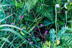 Image result for Dolichos angustifolius