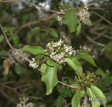 Image result for Pavetta sp. A