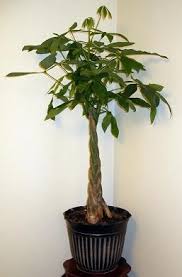 Image result for pachira obrázek