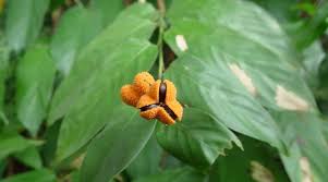 Image result for Trachyphrynium braunianum