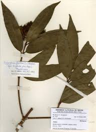 Image result for Syzygium owariense