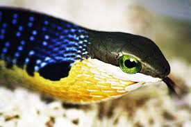 Boomslang Dispholidus Typus Tree Snake Snake Snake Lovers Beautiful Snakes