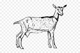 Pngtree menawarkan kambing gambar png dan vektor, serta gambar clipart kambing latar belakang transparan dan file psd. Kambing Boer Hitam Benggala Kambing Poitou Kambing Gambar Png