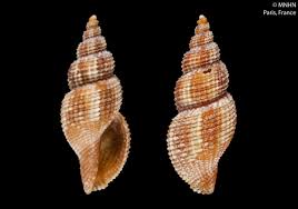 Image result for Raphionacme monteiroae