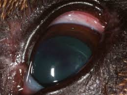 La douleur dans la tempe gauche peut être la conséquence d'une violation du tonus des vaisseaux cérébraux des lits veineux et artériel. Nouvelle Therapeutique D Un Ulcere Corneen Chez Le Chien Vetopedia