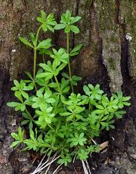 Image result for Galium