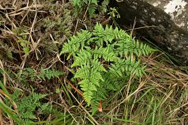 Image result for Cheilanthes quadripinnata