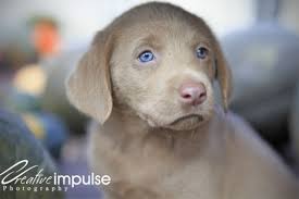 We did not find results for: Future Puppy Lab Puppies Puppies With Blue Eyes Chocolate Lab Puppies