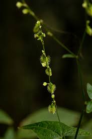 Image result for Fagopyrum snowdenii