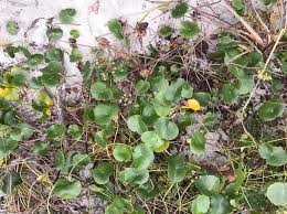 Image result for Hydrocotyle bonariensis