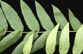 Image result for Juglans
