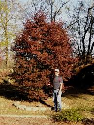 How And When To Properly Water Japanese Maple Trees
