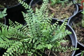 Image result for sleziník Asplenium