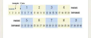Descubre a qué mes de embarazo equivale cada semana con la calculadora conversora de semanas a meses de embarazo. Cuantos Meses Son 19 Semanas Club De Bebes Julio 2018 Babycenter