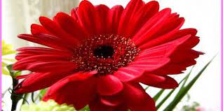 Looking For Nature Flower Wallpaper Free Download For Leptop Gerbera Flower Gerbera Flower Wallpaper