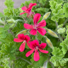 Image result for Pelargonium apetalum