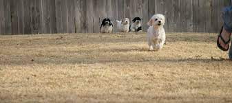 Established lawns generally need only nitrogen (which is the first number on the fertilizer bag). Summer Lawn Tips For Northern Cool Season Lawns