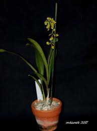 Image result for Polystachya malilaensis