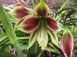 Hippeastrum Papilio Wikipedia La Enciclopedia Libre Tropical Flower Plants Amaryllis Flowers Bulbous Plants