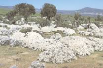 Image result for Lippia somalensis