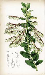 Image result for Agarista