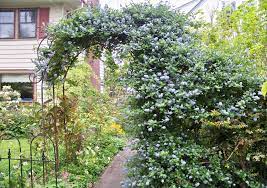 Ceanothus chaparral was subdivided into different types including buckbrush (c. Ceanothus At Portland Nursery And Garden Center
