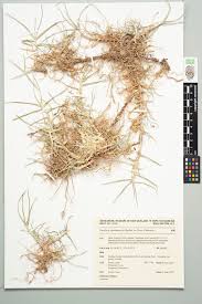 Image result for Cenchrus clandestinus