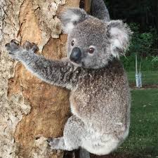 Port Macquarie Koala Hospital On Instagram Port Macquarie Koala Hospital Remains Open To Visitors Between 8 00am And 4 30pm Every Day For Self Guided Visits I 2020