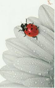 Black And White Ladybug Looking Bug Pin By Cassie Stewart On Ladybugs Beautiful Bugs Ladybug Lady Bird