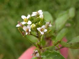 Image result for Rorippa nasturtium-aquaticum