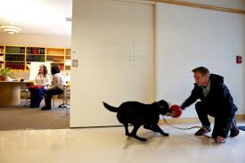 In Oregon, Guide Dog Trainers Learn To Let Go