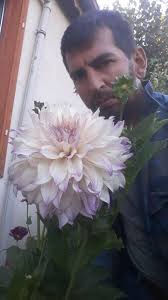 Dahlia Growers