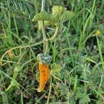 Image result for Kedrostis leloja