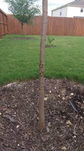 You don't want any more insects and the moisture held between the bark and the tree will encourage bacteria to hamper any. What Should I Do For Unknown Tree Bark Injury On A Chinese Pistache Gardening Landscaping Stack Exchange