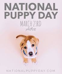 Since national puppy day is about celebration as well as education and awareness, you can use there are plenty of hashtags available related to puppies, but #nationalpuppyday is the official. Don T Forget National Puppy Day Is National Dog Day Facebook