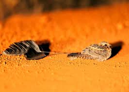 Rio Bird With Crazy Hair 