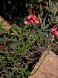 Image result for Indigofera hedyantha