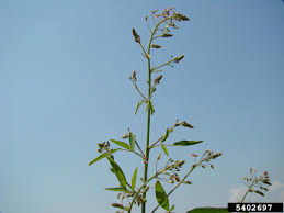 Image result for Desmodium tortuosum