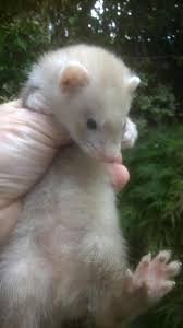 Check spelling or type a new query. Ferrets For Sale In B26 Birmingham For 15 00 For Sale Shpock