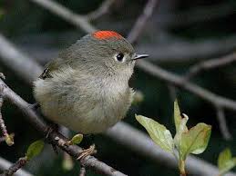 Bird With White Stripe On Head January 2009 Bird Beautiful Birds Small Birds