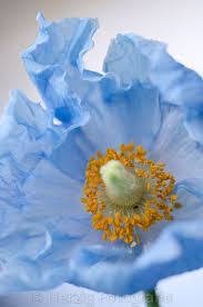 Meconopsis Betonicifolia Himalaya Scheinmohn Beste Blumen Schone Blumen Bluhende Pflanzen